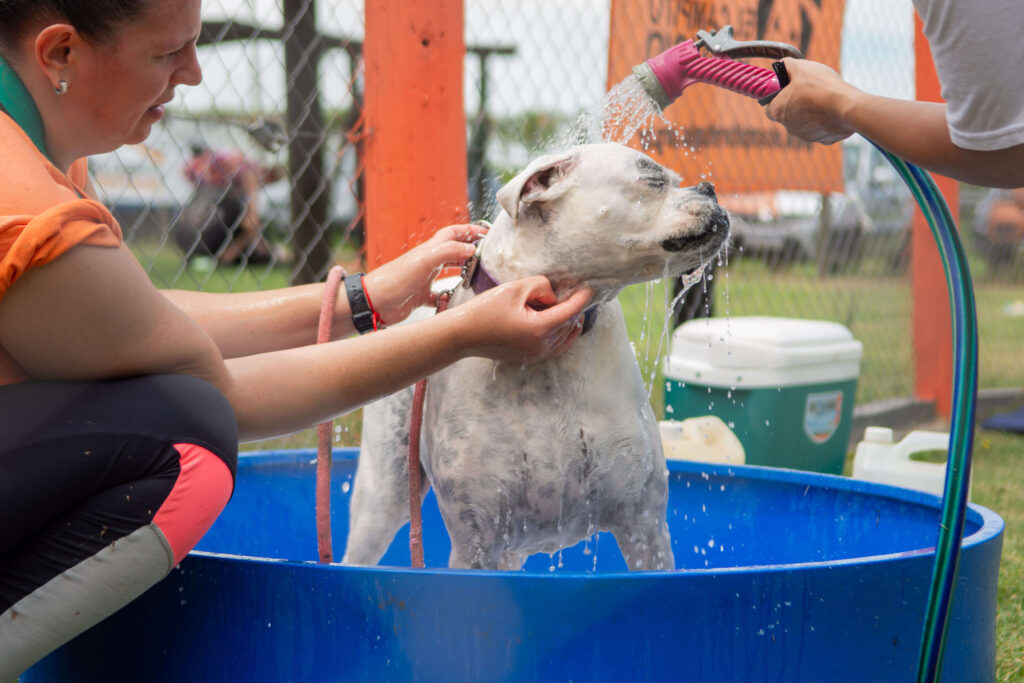 Refugio Campito charla al día de visita en Buenos Aires - Cobertura de eventos ONGs Refugio Campito charla al día de visita en Buenos Aires - Cobertura de eventos ONGs
