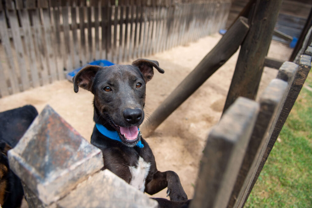Refugio Campito charla al día de visita en Buenos Aires - Cobertura de eventos ONGs Refugio Campito charla al día de visita en Buenos Aires - Cobertura de eventos ONGs