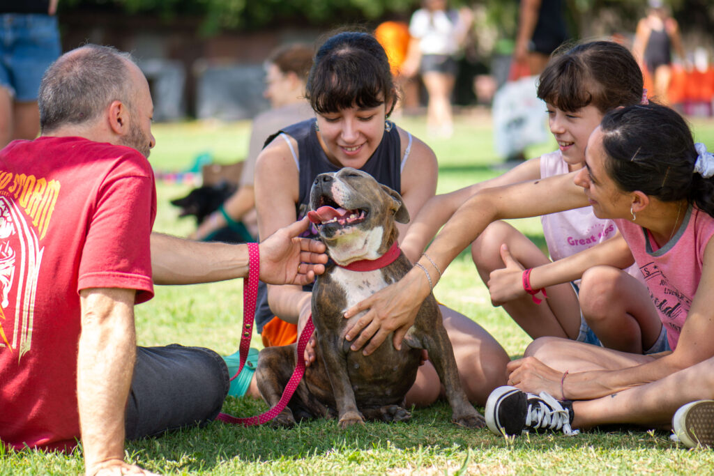 Fotografía de adopción en vivo en refugio para perros registrado por equipo profesional de Agencia de Marketing Digital Fotografía de adopción en vivo en refugio para perros registrado por equipo profesional de Agencia de Marketing Digital