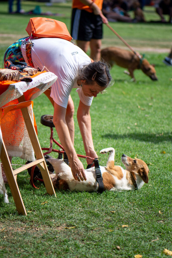 Perrito con dispacadidad en el Campito Refugio Perrito con dispacadidad en el Campito Refugio