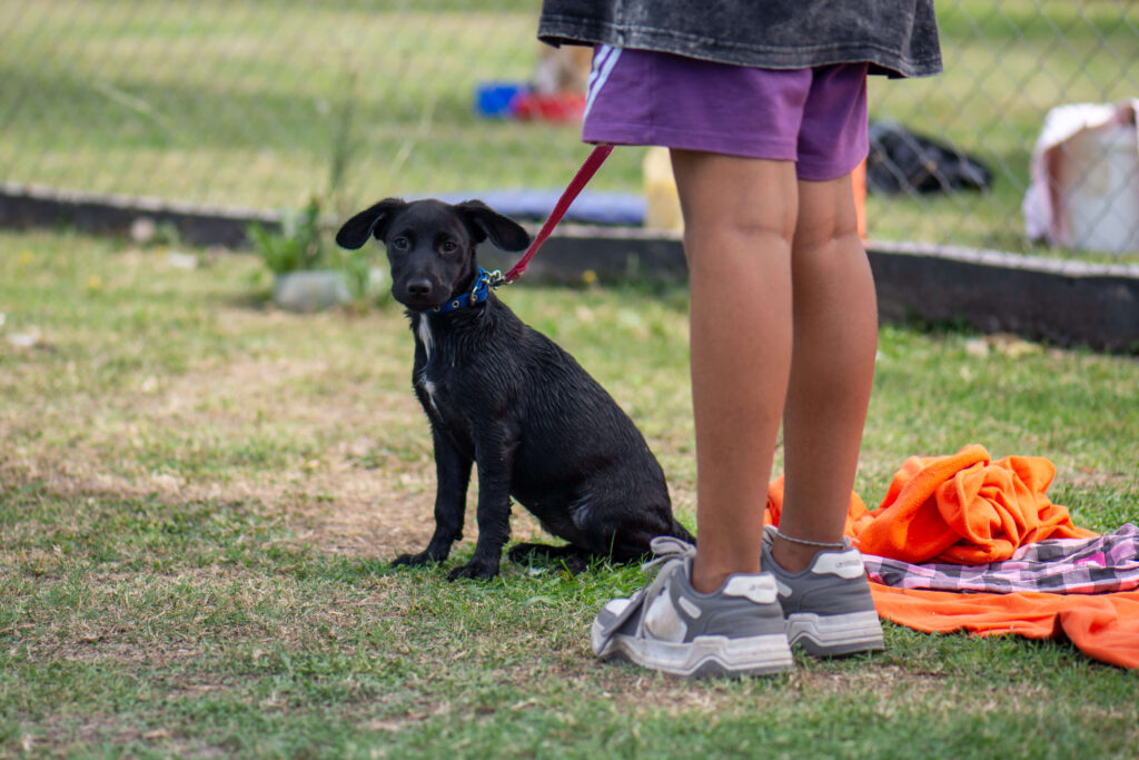 Fotografías profesionales a ONG El Campito Refugio en dia de visita Fotografías profesionales a ONG El Campito Refugio en dia de visita
